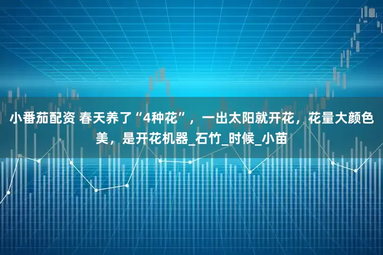 小番茄配资 春天养了“4种花”，一出太阳就开花，花量大颜色美，是开花机器_石竹_时候_小苗