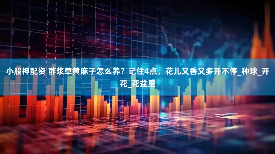 小股神配资 酢浆草黄麻子怎么养？记住4点，花儿又香又多开不停_种球_开花_花盆里